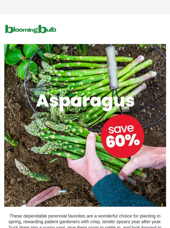 Asparagus crowns shipping now. Save 60%