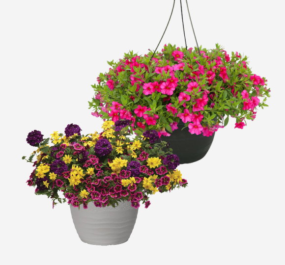 SAVE 20%* All Annuals in Decorative Planter and Hanging Basket