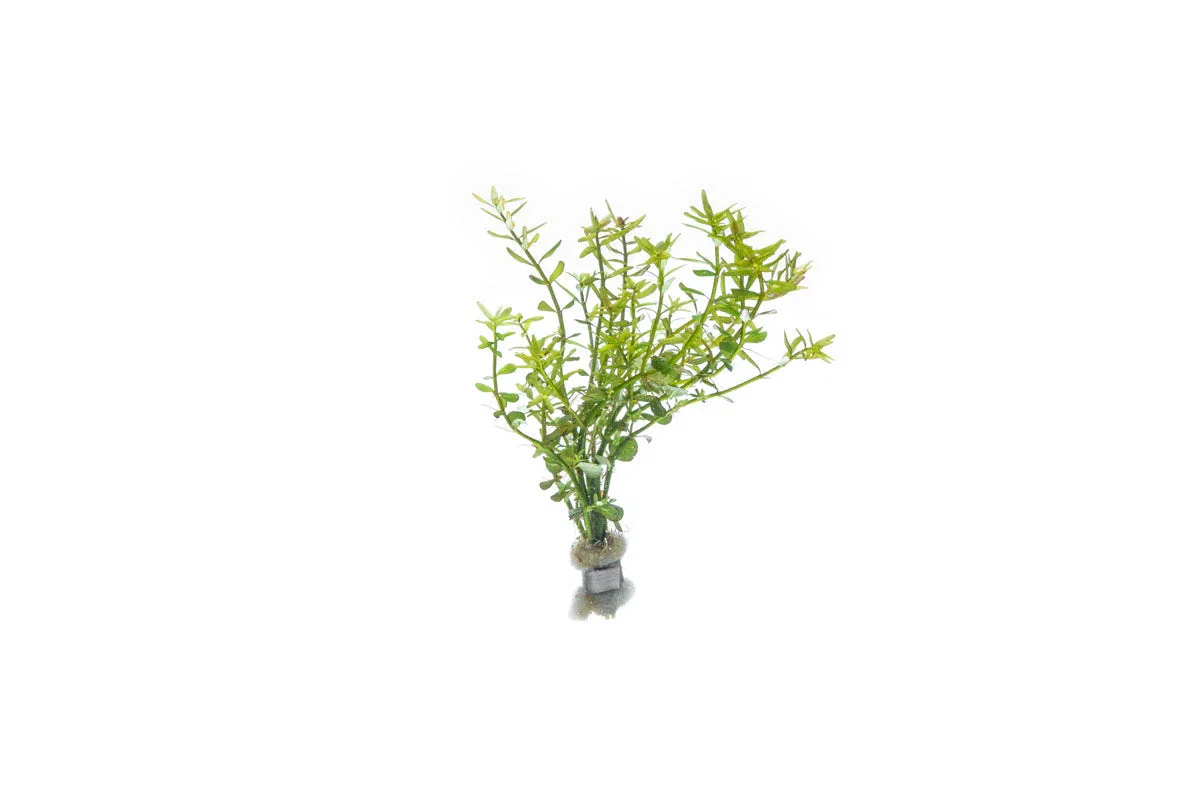 Image of Rotala Mexicana