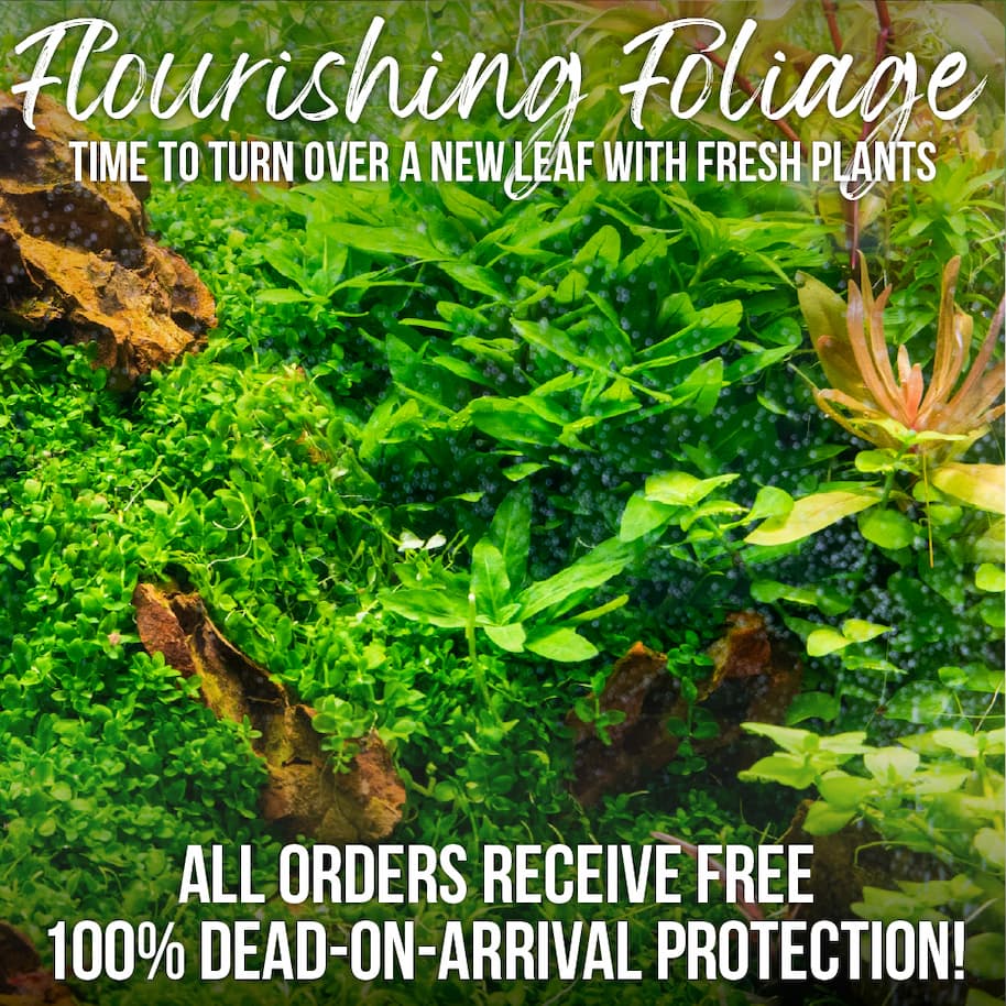 Available Aquarium Plants