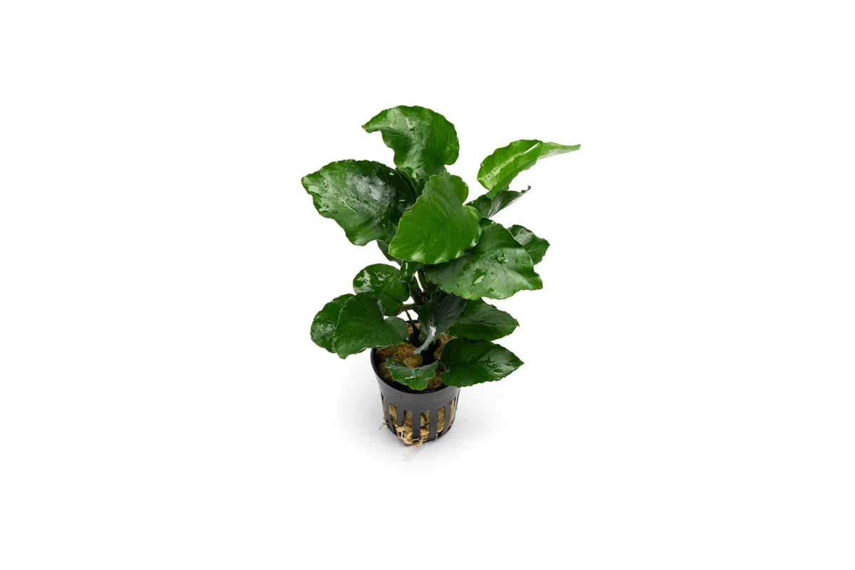 Image of Anubias Emerald Bloom