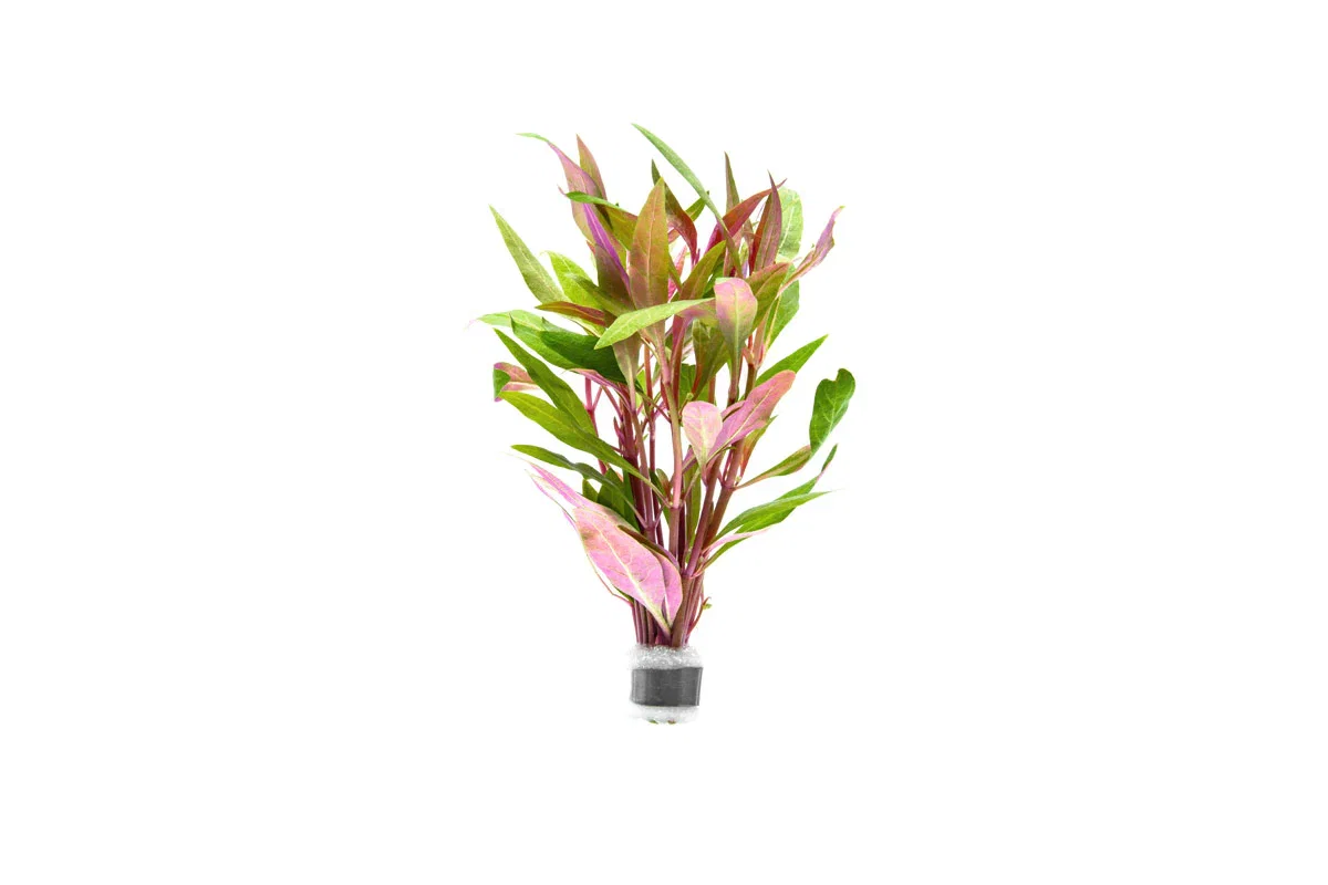 Image of Alternanthera Reineckii 'Mini'