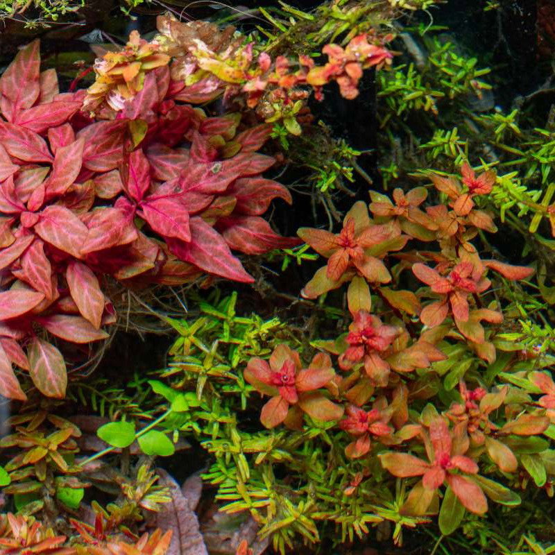 How To Trigger Color Changes in Red Aquatic Plants