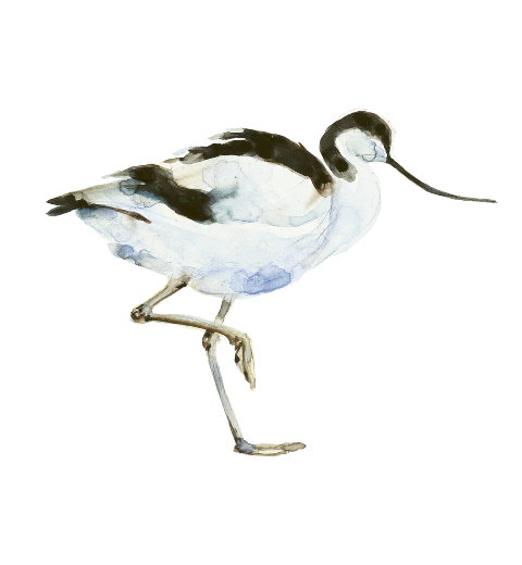 Avocet illustration