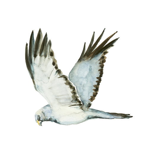 Hen Harrier illustration