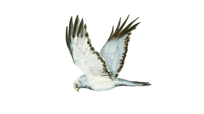 Hen Harrier illustration