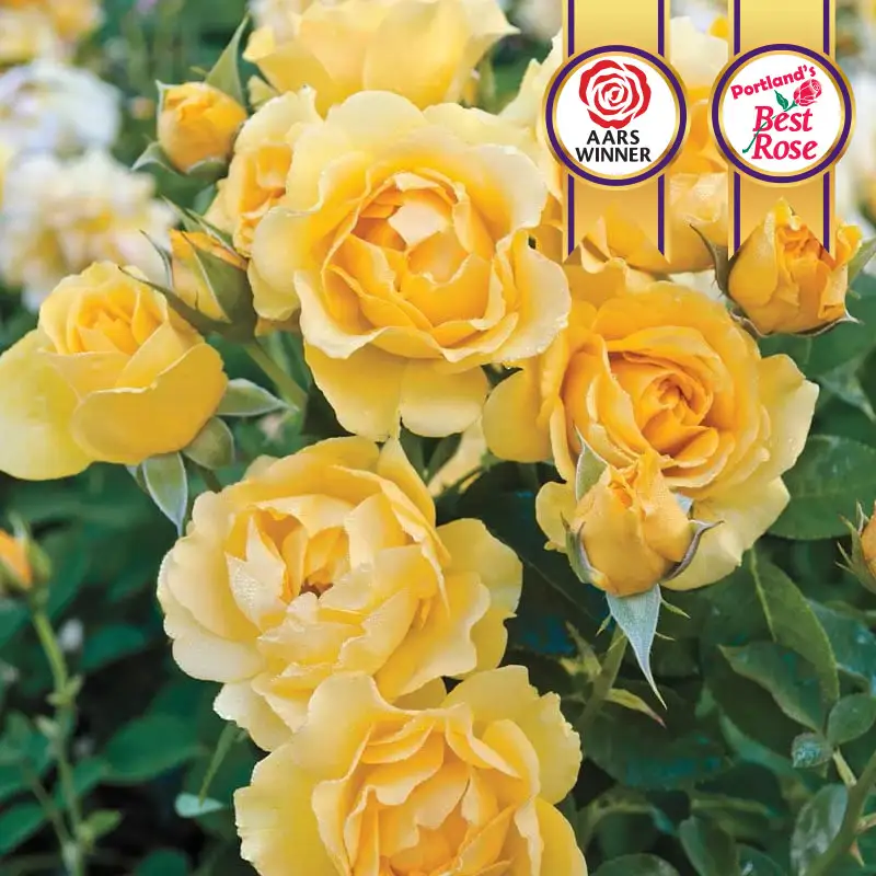 Julia Child Floribunda Rose
                  