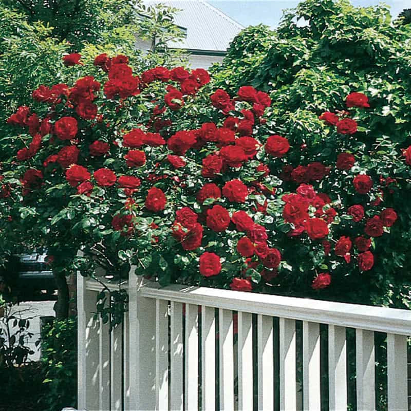 Dublin Bay Climbing Rose