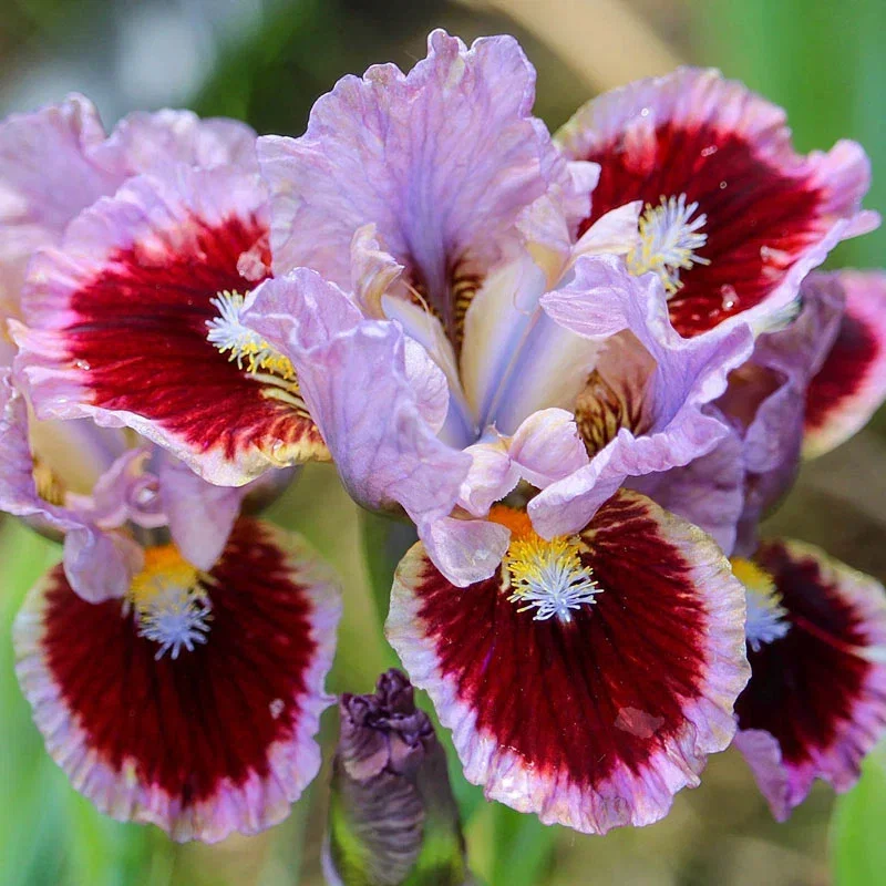 Going In Circles Dwarf Bearded Iris