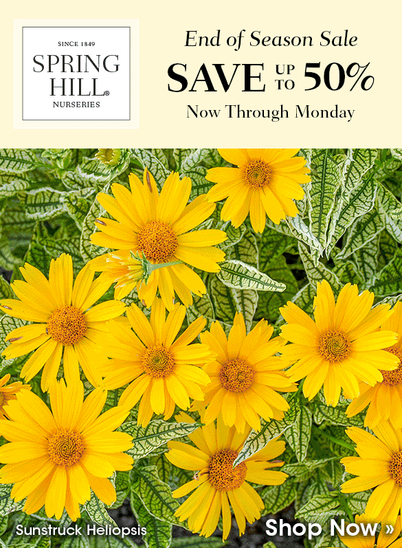 Up to 40% OFF Roses!