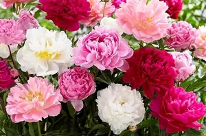 19 flowering plants that bloom big with minimal effort