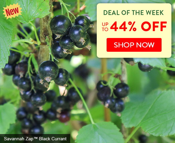 Deal of the Week