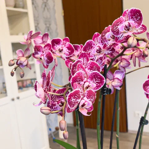 Phalaenopsis Purple Rain mit lila-gefleckten Blüten und 3 Rispen