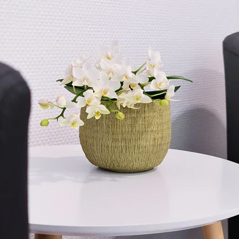 Bonsaiorchidee Nazare mit weißen Blüten und 3+ Rispen