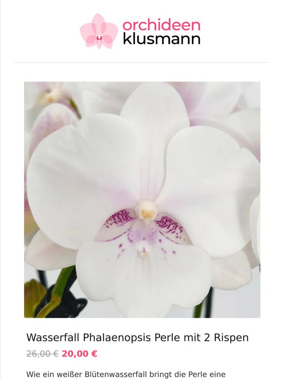 💗 Besondere Blüten für Dein Zuhause