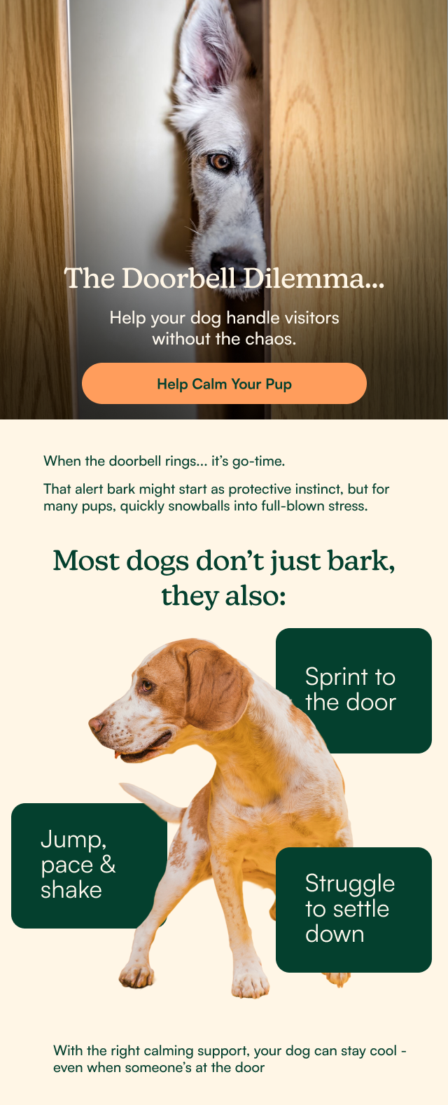 Calming Supplements for Dogs
