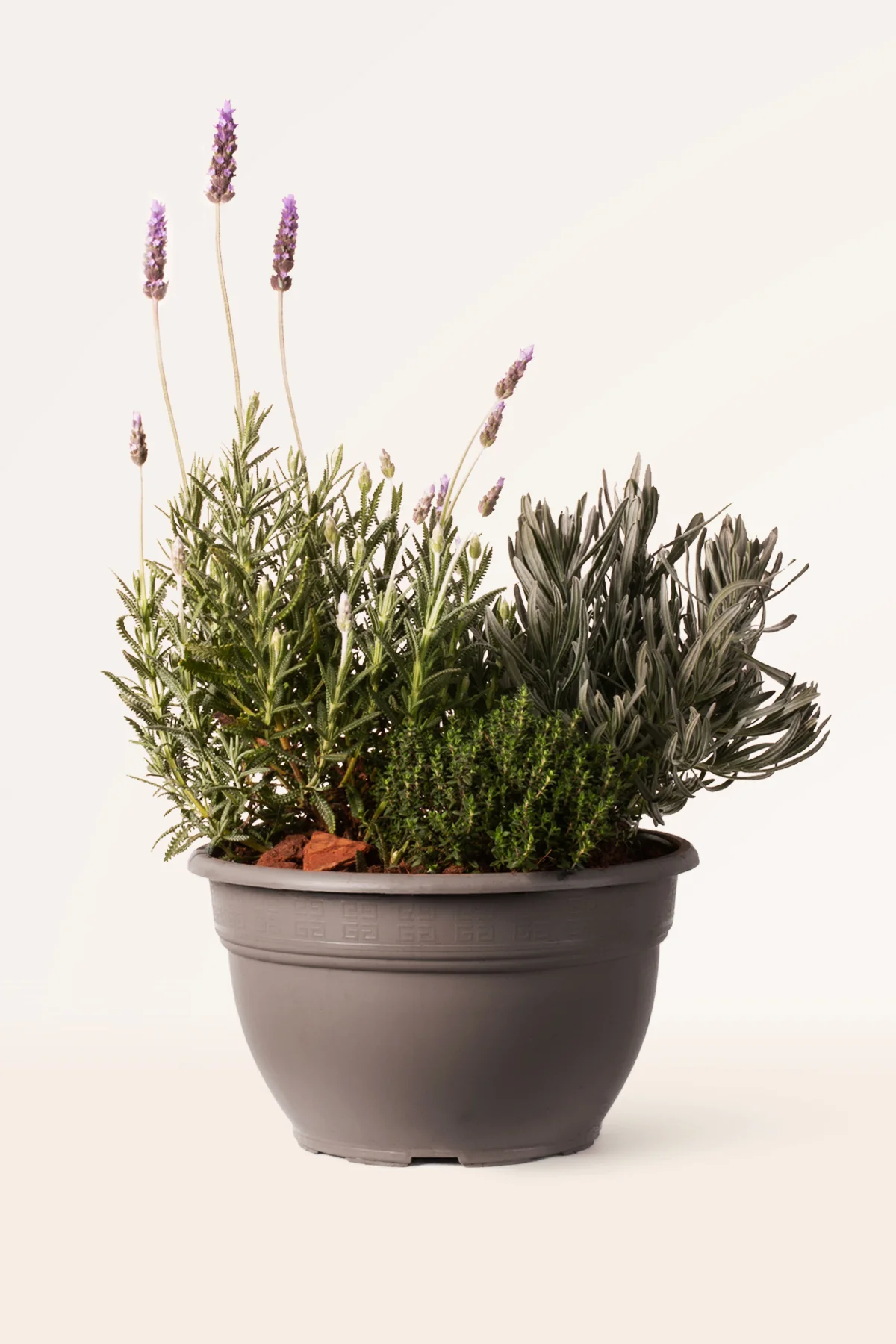 Image of Mediterranean Essence