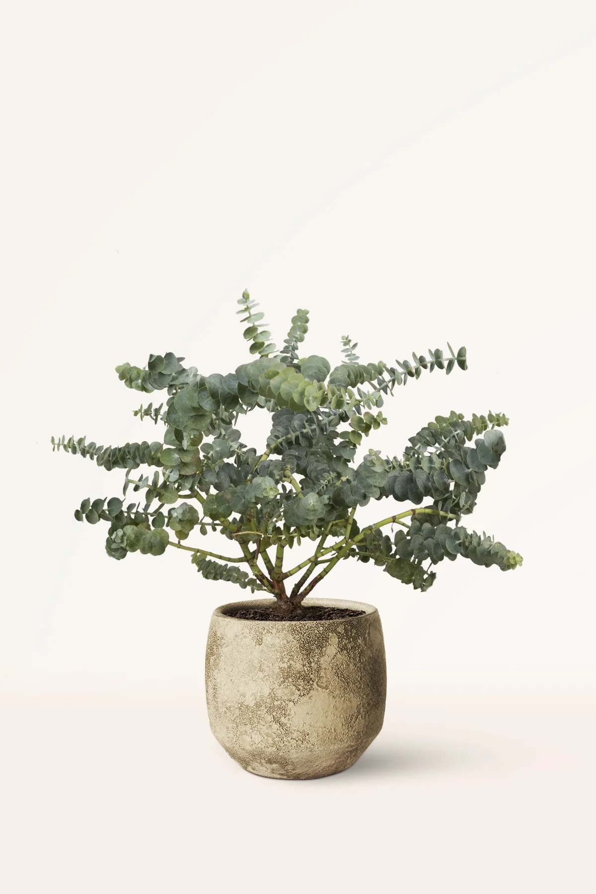 Image of Eucalipto Gunni Baby Blue