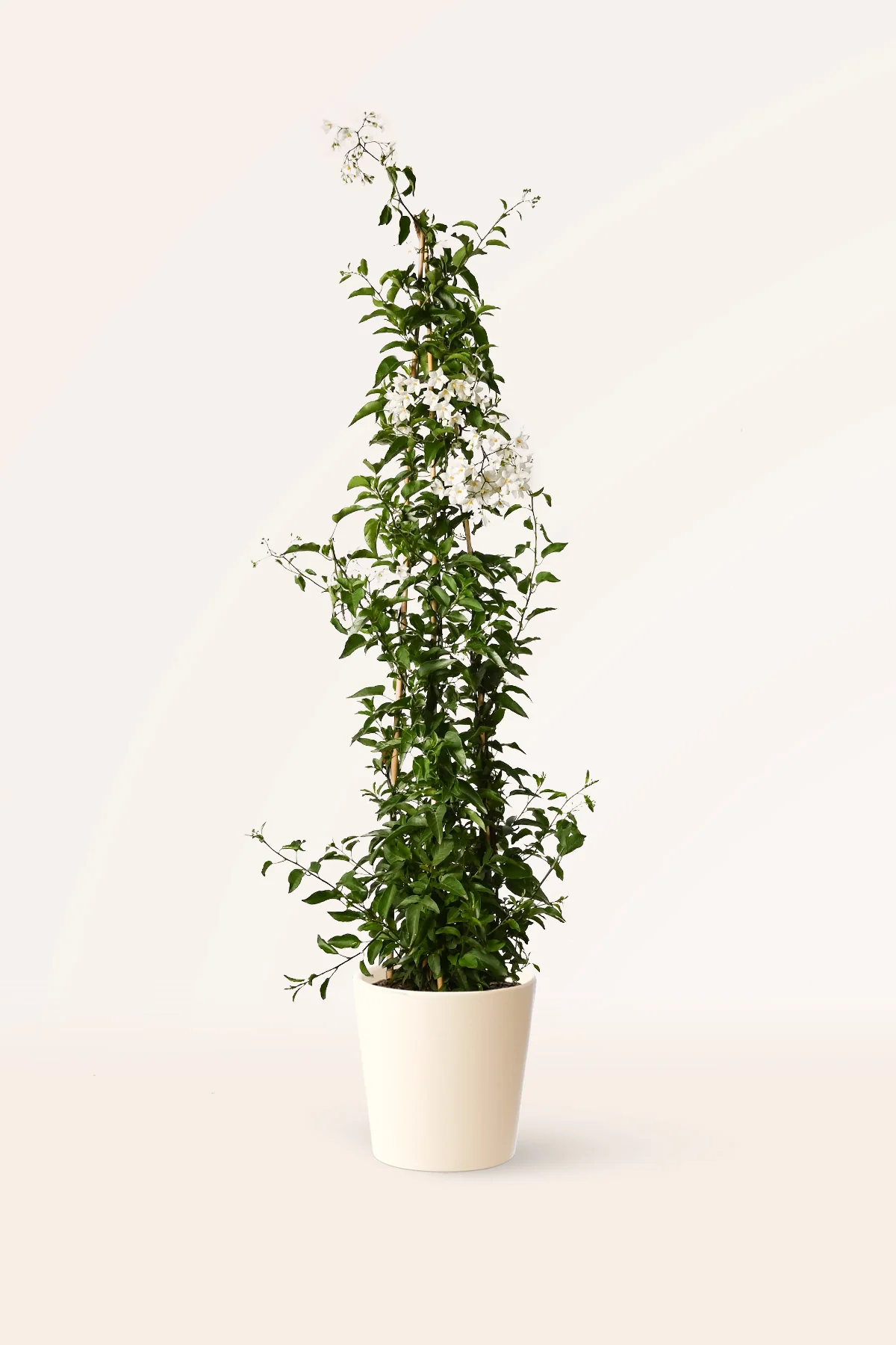 Image of Jazmín Solanum