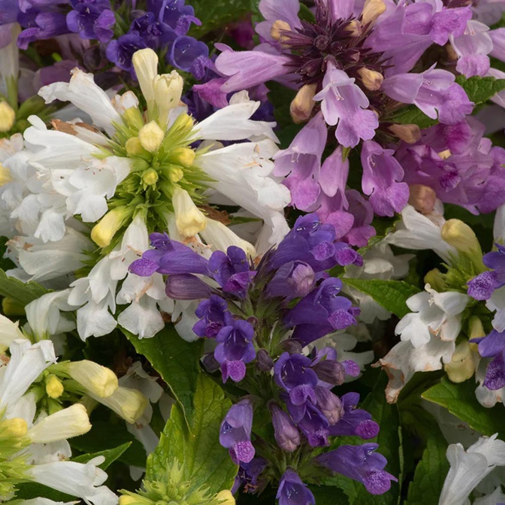 Nepeta 'Panther Mix'