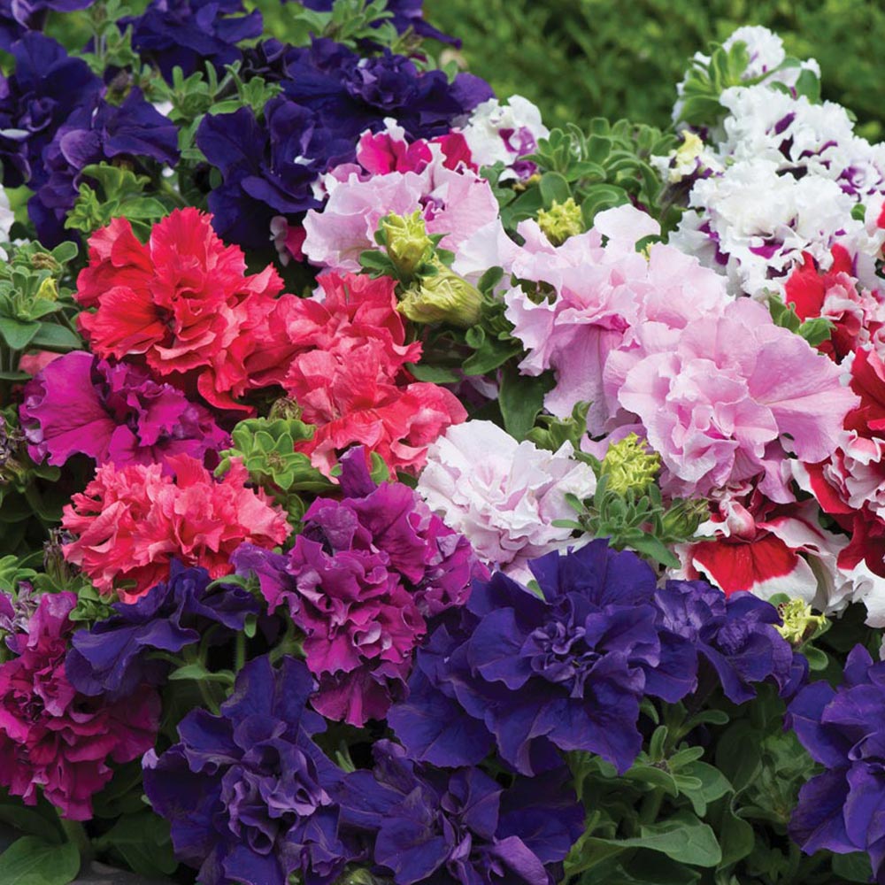 Petunia 'Orchid-Flowered Mixed'