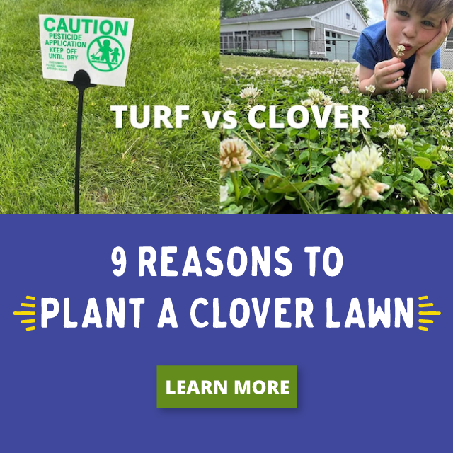 Clover lawn