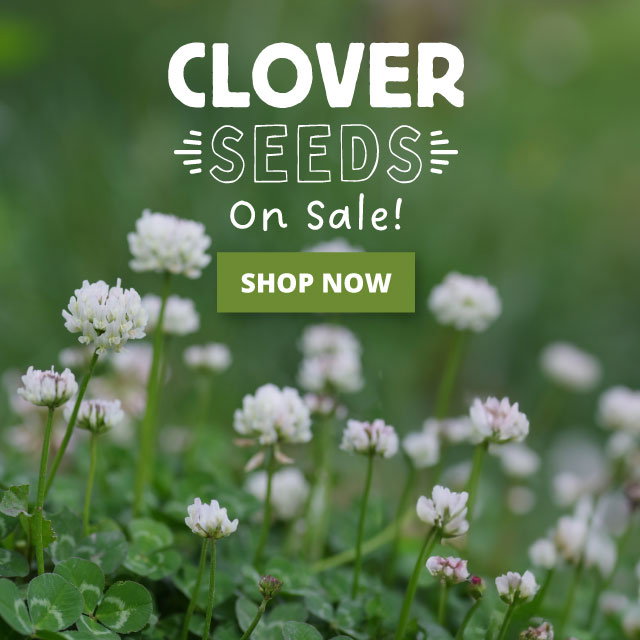 Clover Seeds On Sale