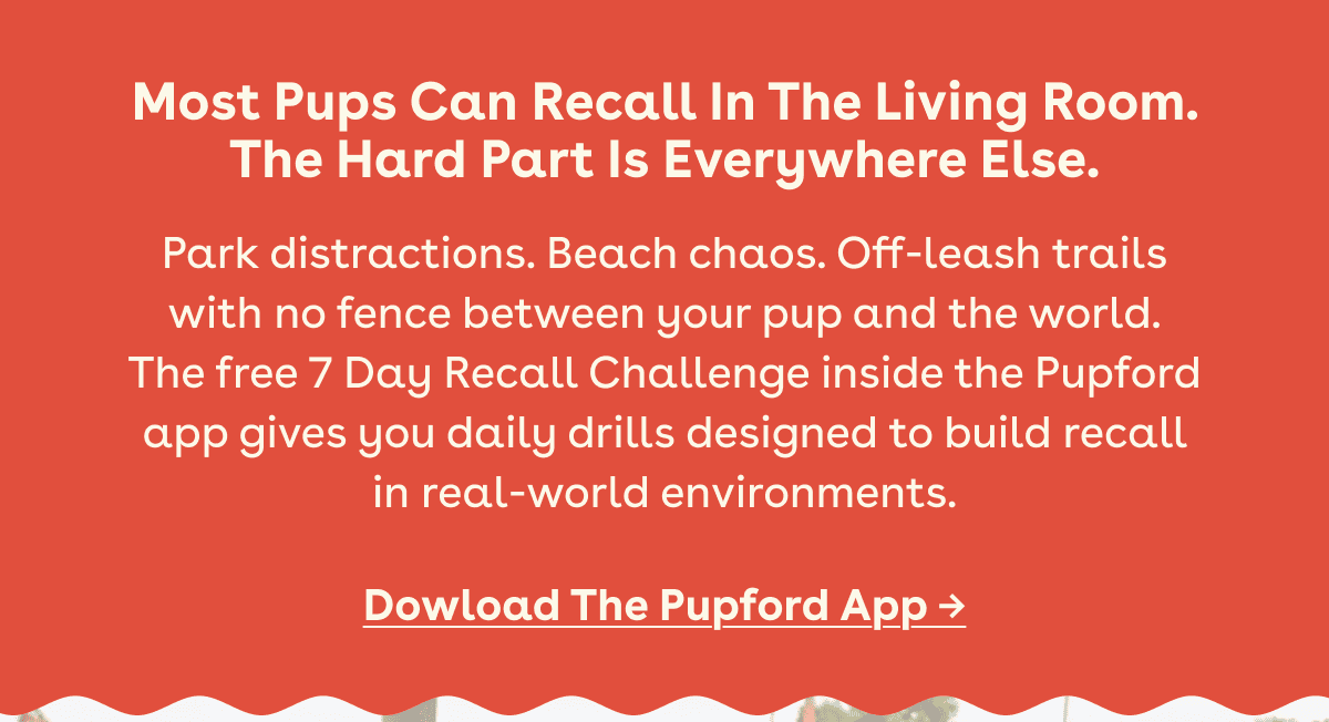 Download the Pupford 