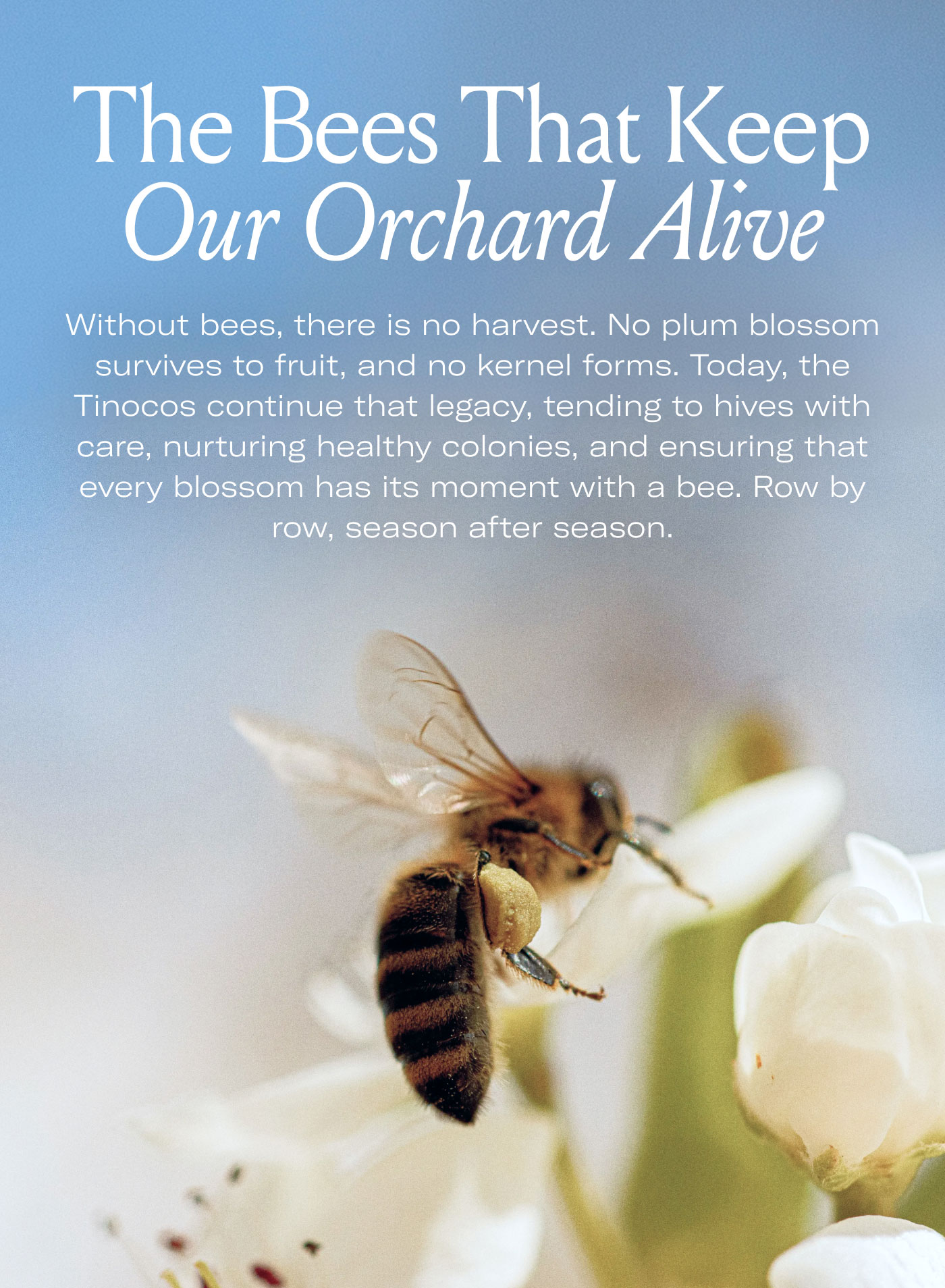 The Bees That Keep Our Orchard Alive  Without bees, there is no harvest. No plum blossom survives to fruit, and no kernel forms. Today, the Tinocos continue that legacy, tending to hives with care, nurturing healthy colonies, and ensuring that every blossom has its moment with a bee. Row by row, season after season.