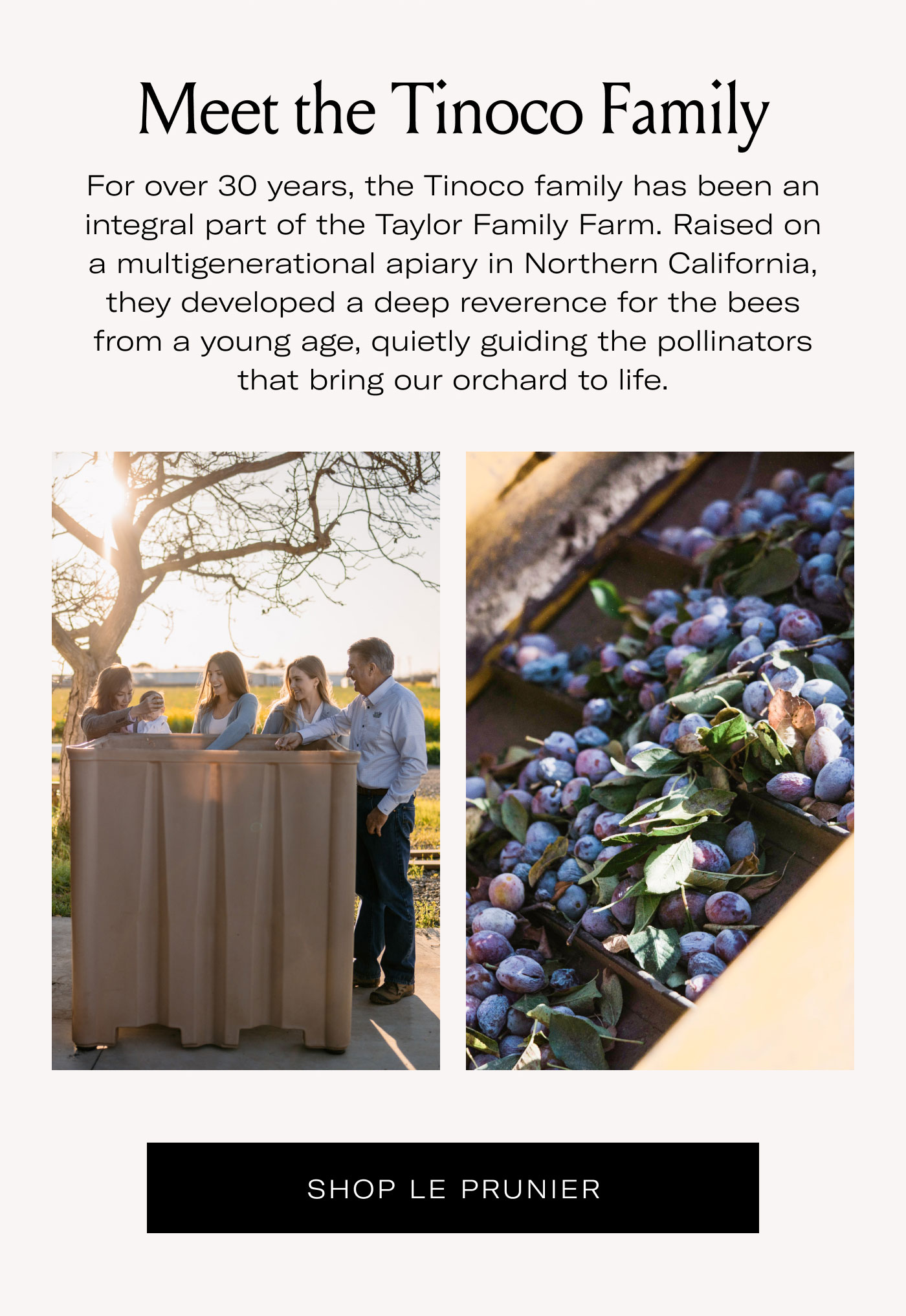 Meet the Tinoco Family  For over 30 years, the Tinoco family has been an integral part of the Taylor Family Farm. Raised on a multigenerational apiary in Northern California, they developed a deep reverence for the bees from a young age, quietly guiding the pollinators that bring our orchard to life.  SHOP LE PRUNIER