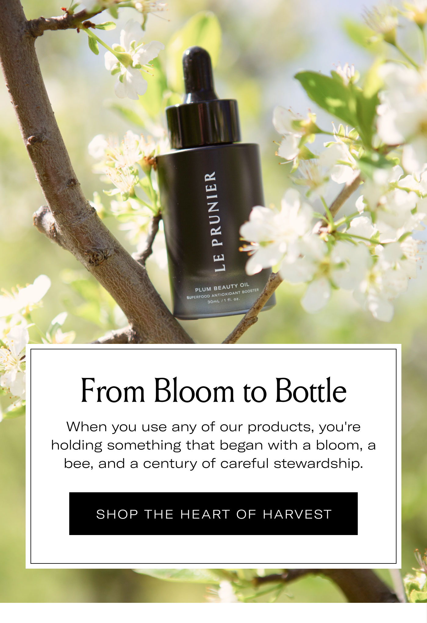 From Bloom to Bottle  When you use any of our products, you're holding something that began with a bloom, a bee, and a century of careful stewardship.  SHOP THE HEART OF HARVEST