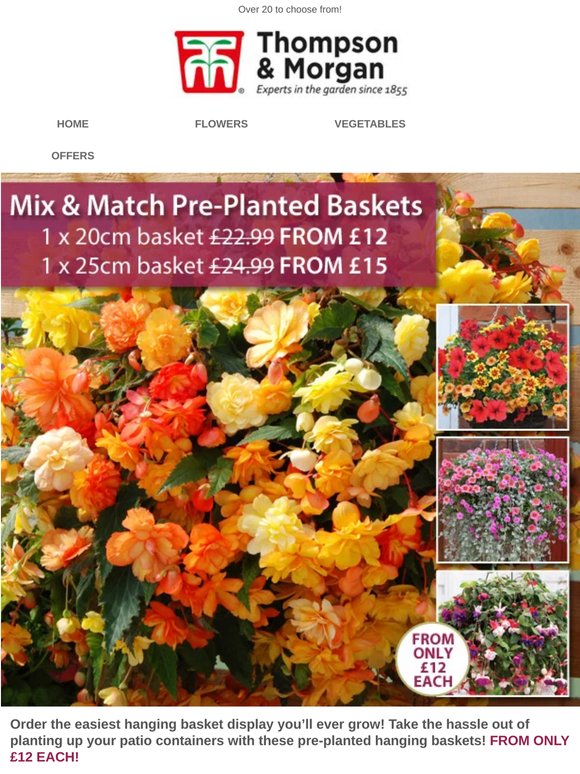 Pre-Planted Hanging Baskets ONLY £12 EACH! 48 HOURS ONLY!