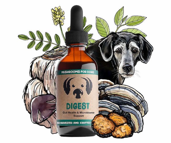 Digest