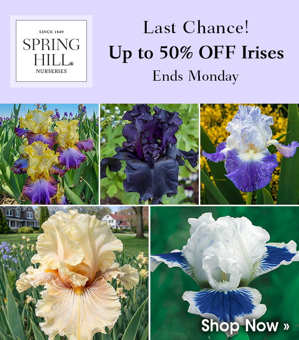 Up to 40% OFF Roses!