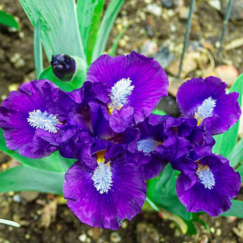 Trajectory Miniature Bearded Iris
