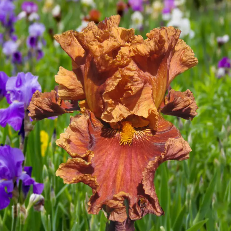 Chestnuts Roasting Bearded Iris