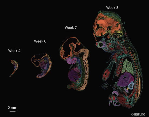 Four colour‑coded images of human embryos at weeks 4, 6, 7 and 8, showing increasing size and anatomical detail, with colours indicating different developing tissues.