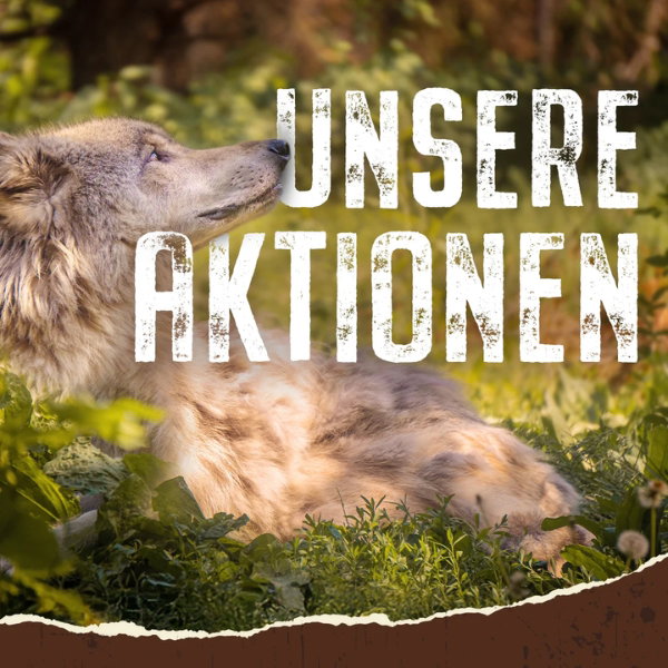 Hund liegt im Wald auf dem Boden