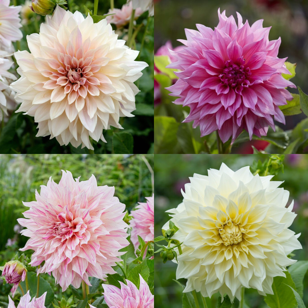 Dahlia Tubers - Cafe Au Lait Series 