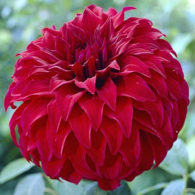 Dahlia Spartacus - Giant Dinnerplate Flowers