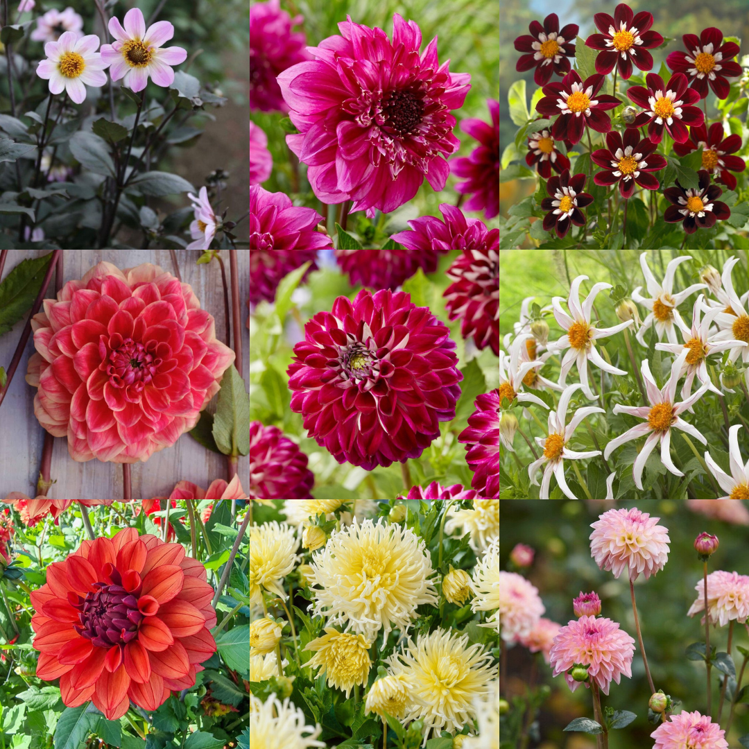 Dahlia Tubers