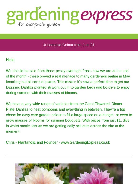 Dazzling Dahlias from Just £1 - Plant now for masses of Summer Blooms - Limited quantities whilst Stocks last!