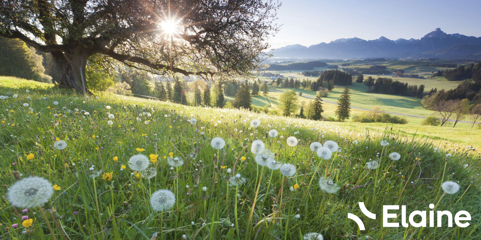Sonnige Bergwiese mit Löwenzahn, Baum und Alpen im Hintergrund.