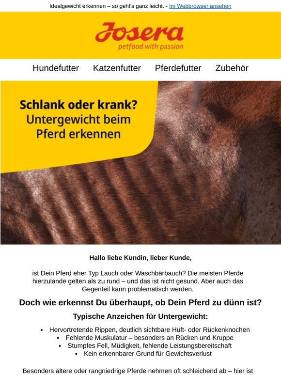 Wann ist ein Pferd zu dünn? Diese Anzeichen solltest Du kennen 🐴