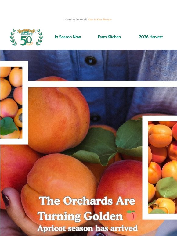 Harvesting the Golden Egg: Apricot Season at Frog Hollow