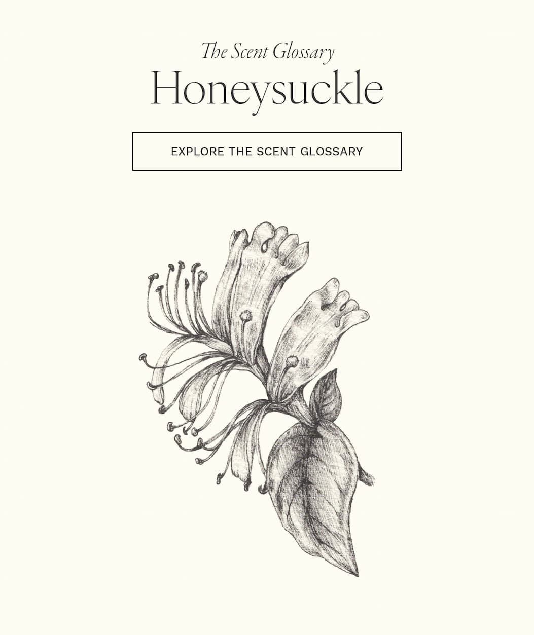 Your Guide to the World of Fragrance — Explore Now
