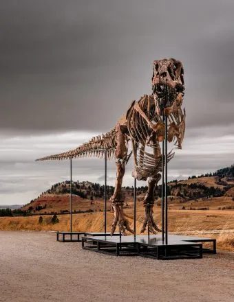 Giant T. Rex Fossil Could Net a Monster Price at Sotheby’s