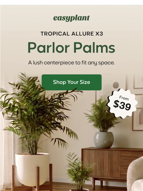 The Timeless Parlor Palms 🌴