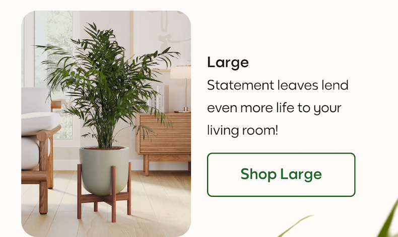 Large