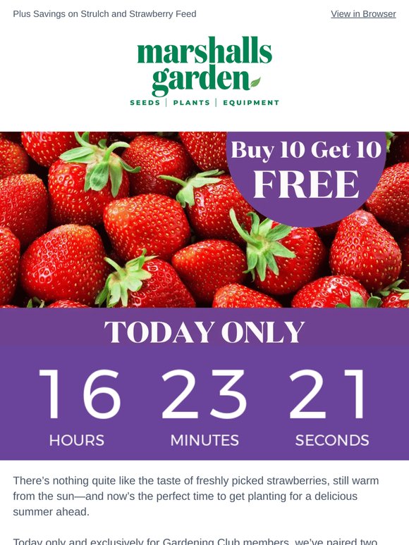 Exclusive Strawberry Offer – Buy 10 Get 10 Free